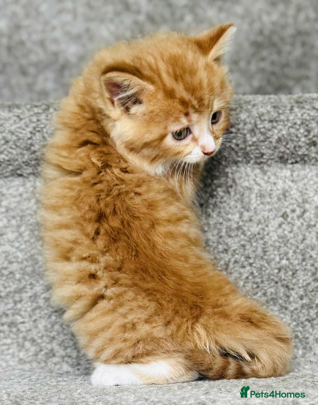 Mixed Breed cats for sale: Stunning Turkish angora x Maine coon - Image 13