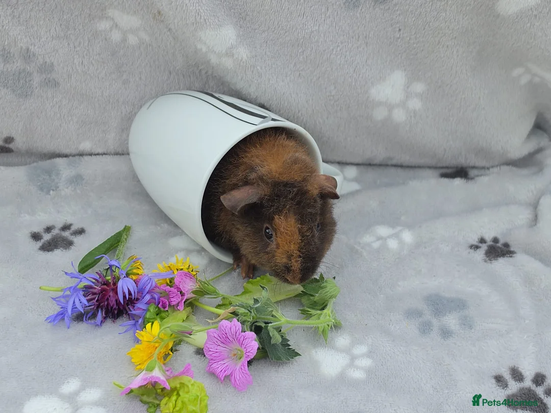Guinea Pig rodents for sale: 4 pure Teddie Boys in Lutterworth - Advert 2