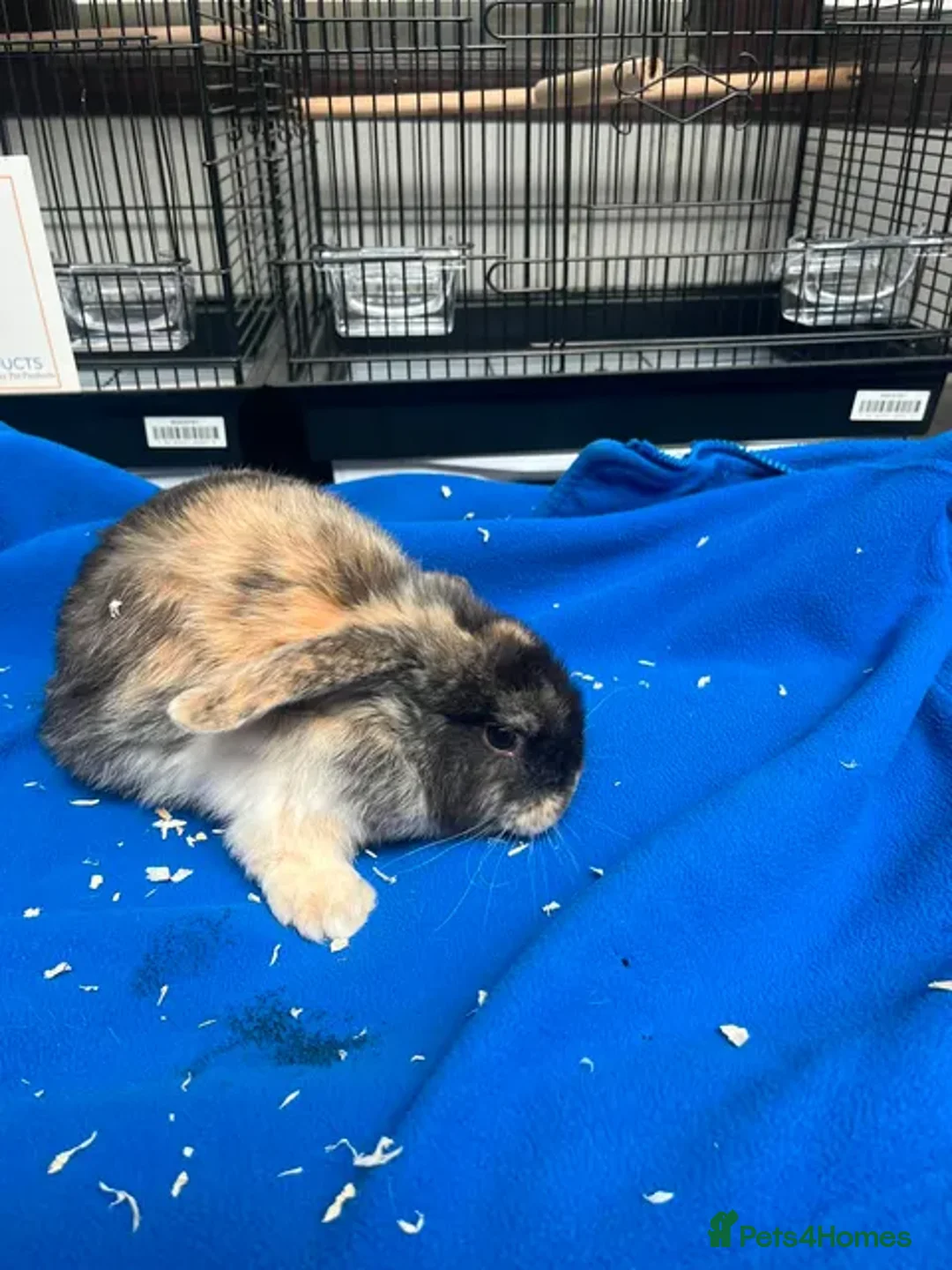 Mixed Breed rabbits for sale: Rabbits for sale  - Advert 2