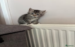 Mixed Breed cats for sale: Silver & brown British shorthair / bengal kittens  - Image 23