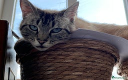 Mixed Breed cats for sale: 7 kittens looking for a home - Image 9