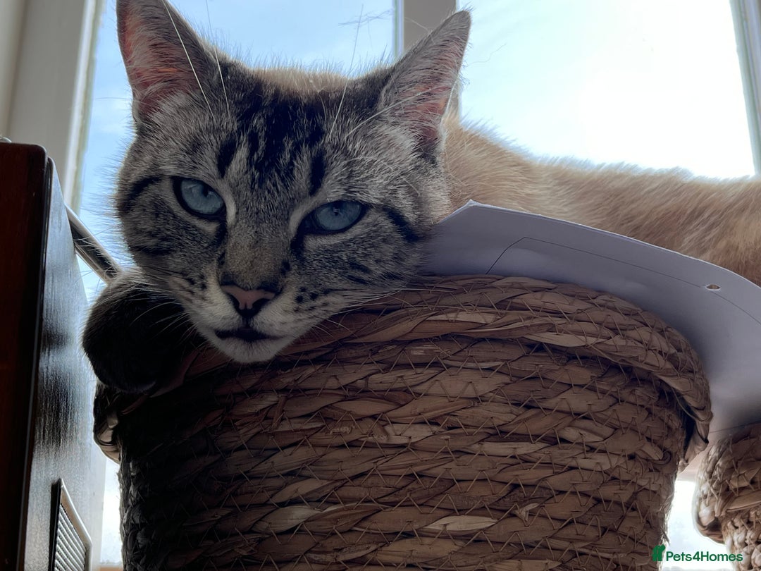 Mixed Breed cats for sale: 7 kittens looking for a home - Image 9