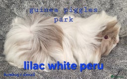 Guinea Pig rodents for sale: Male peruvian guinea pig babies  in Saltburn-by-the-Sea - Image 2