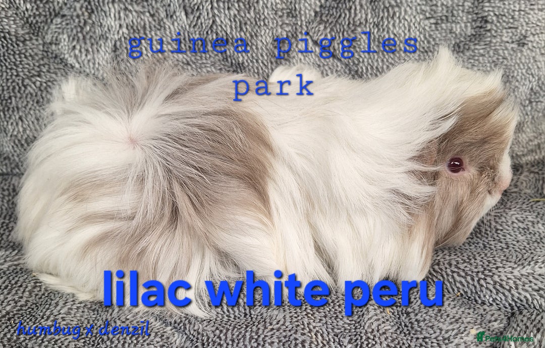 Guinea Pig rodents for sale: Male peruvian guinea pig babies  in Saltburn-by-the-Sea - Image 2