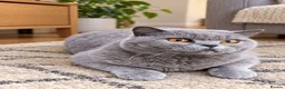 British Shorthair cats for sale: Chunky GCCF registered British Shorthair Blue boys - Advert 4