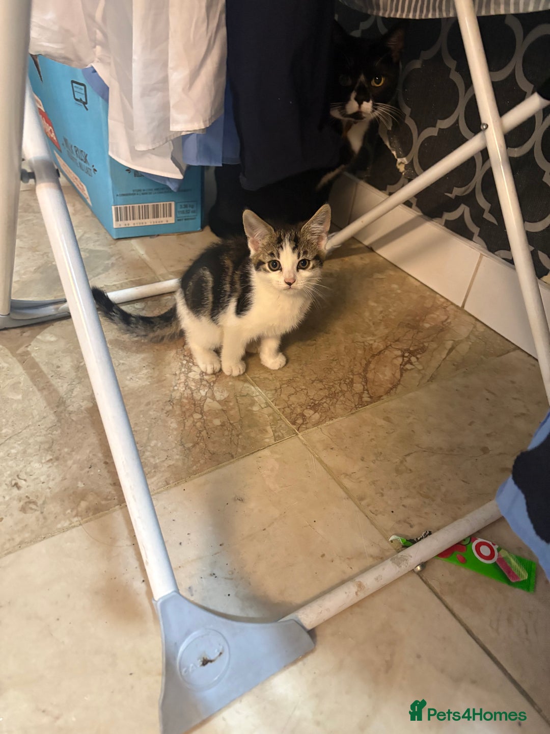 Domestic Shorthair cats for sale: Grey domestic short hair  - Image 1