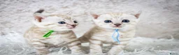 Bengal cats for sale: Stunning Silver Snow ❄️ Bengal Kittens  - Advert 36
