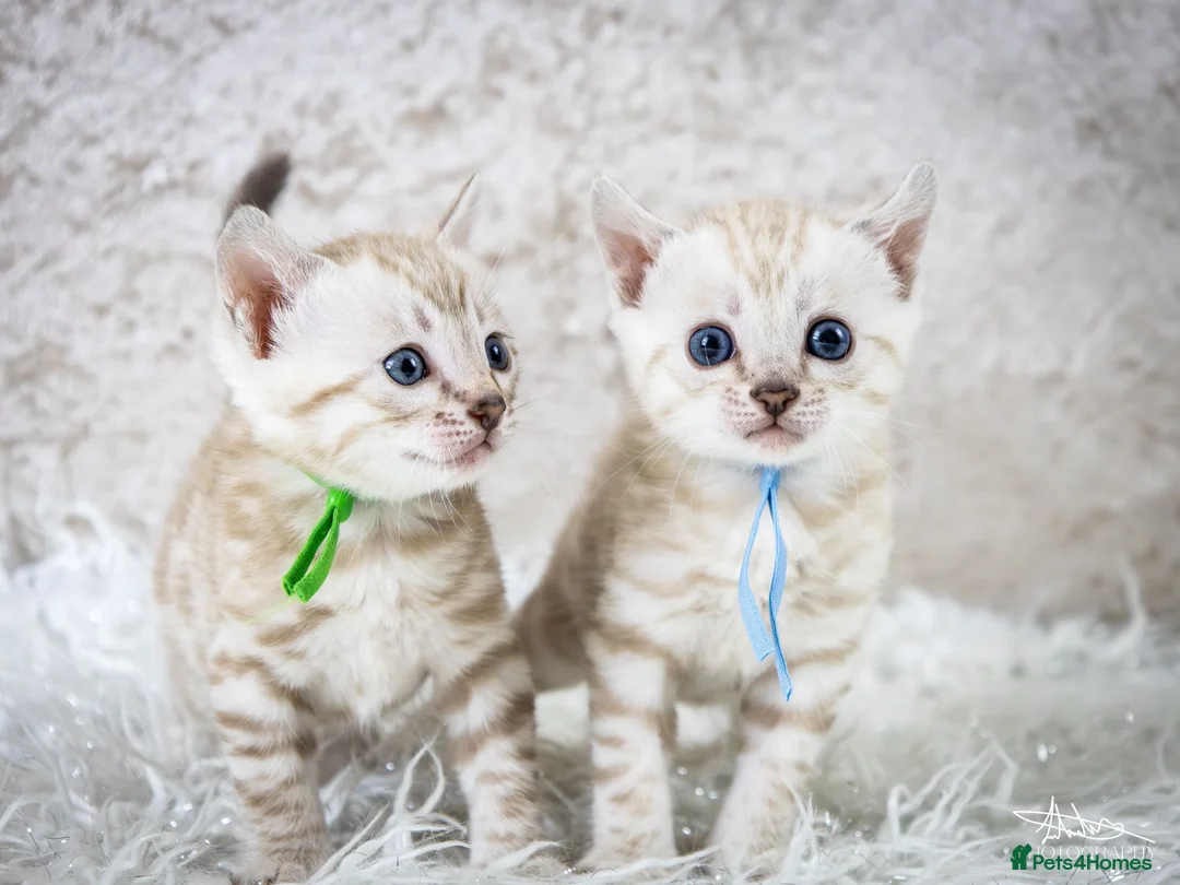Bengal cats for sale: Stunning Silver Snow ❄️ Bengal Kittens  - Advert 36