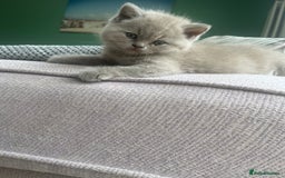 British Shorthair cats for sale: British Short Hair kittens x2 boys left  - Image 3