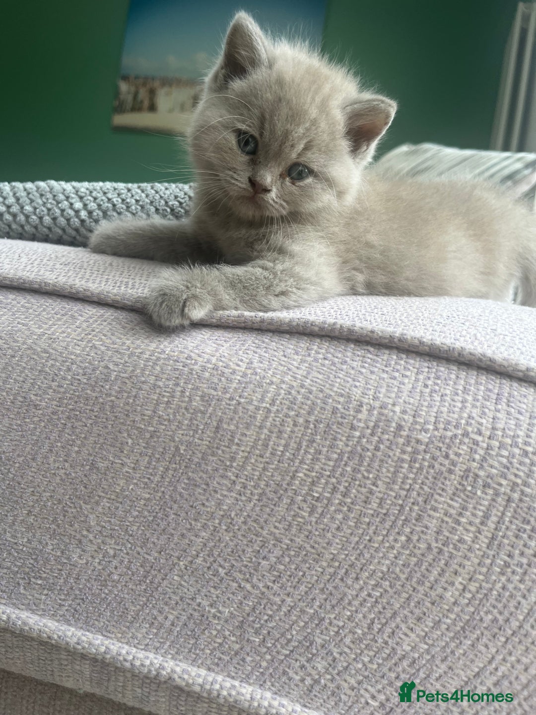 British Shorthair cats for sale: British Short Hair kittens x2 boys left  - Image 3