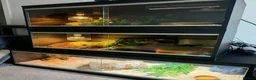 Python Snake reptiles for sale: Ghost comes with her full set up  - Advert 5