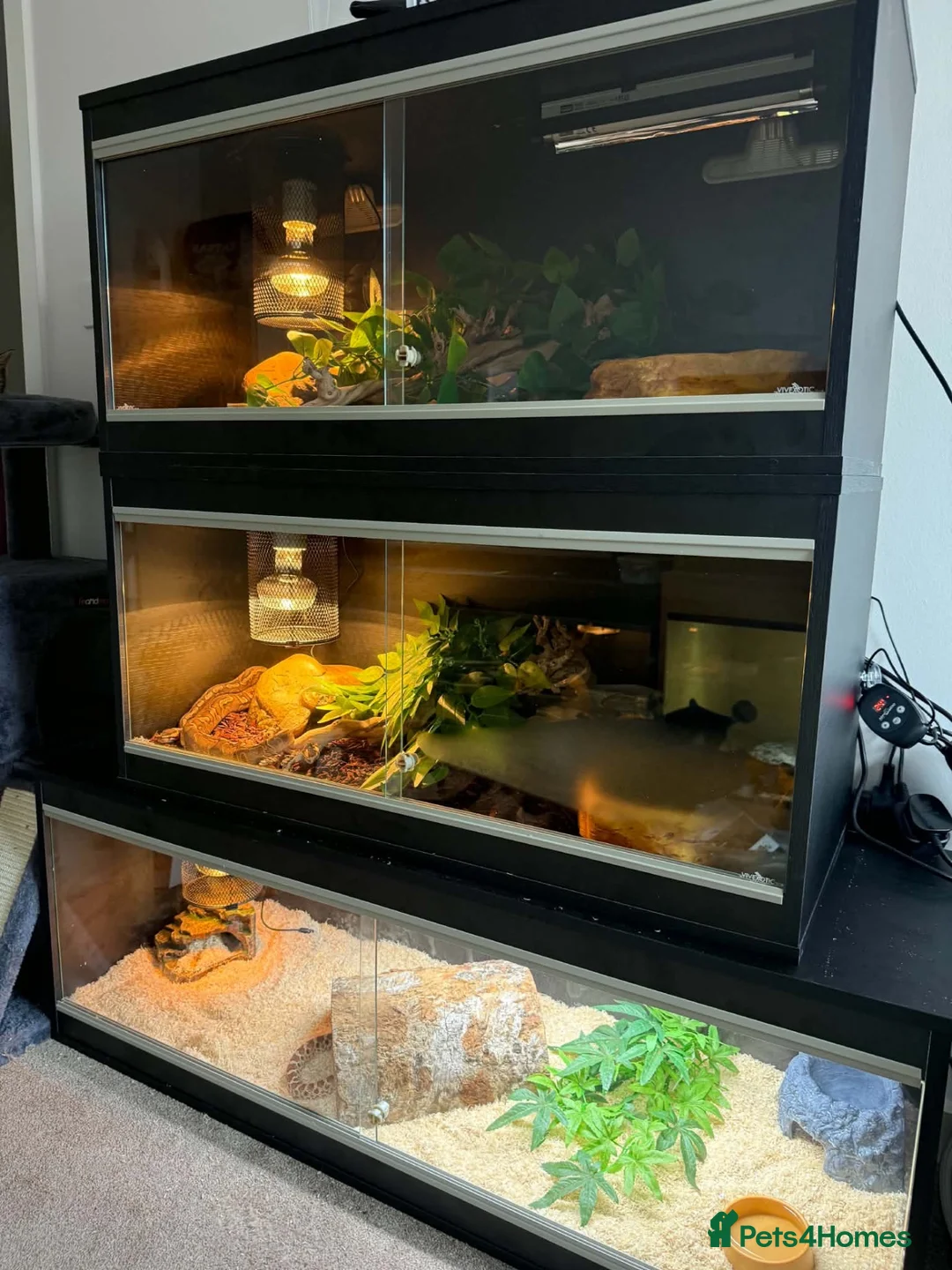 Python Snake reptiles for sale: Ghost comes with her full set up  - Advert 5