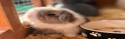 Mini Lop rabbits for sale: Lilac Vienna marked doe - Advert 1