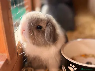 Mini Lop rabbits for sale: Lilac Vienna marked doe - Advert 1