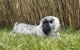 Mini Lop rabbits for sale: Beautiful Mini Lops - Ready Now - 1 Boy 2 Girls - Image 1
