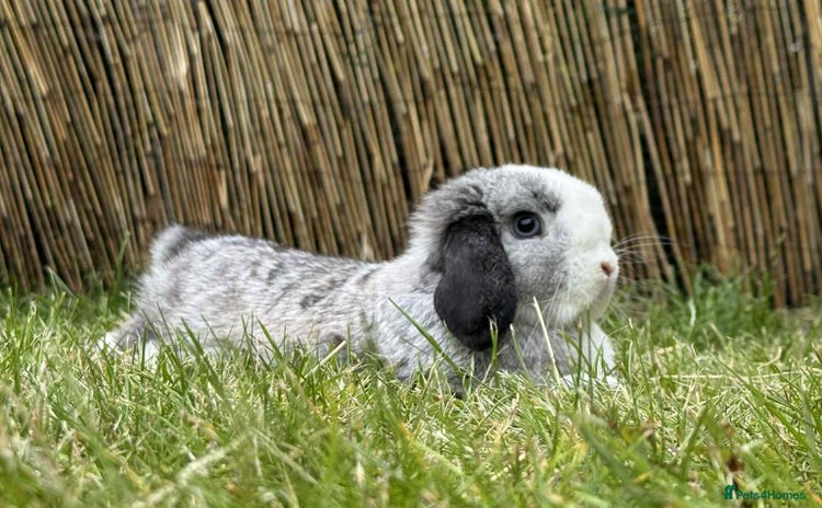 Mini Lop rabbits - Advert 1