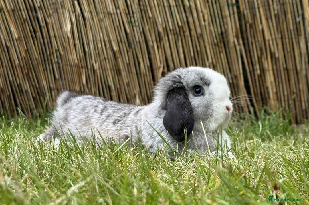 Mini Lop rabbits for sale: Beautiful Mini Lops - Ready Now - 1 Boy 2 Girls - Image 1