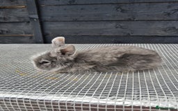 Lionhead rabbits for sale: lionhead bunnies  - Image 7
