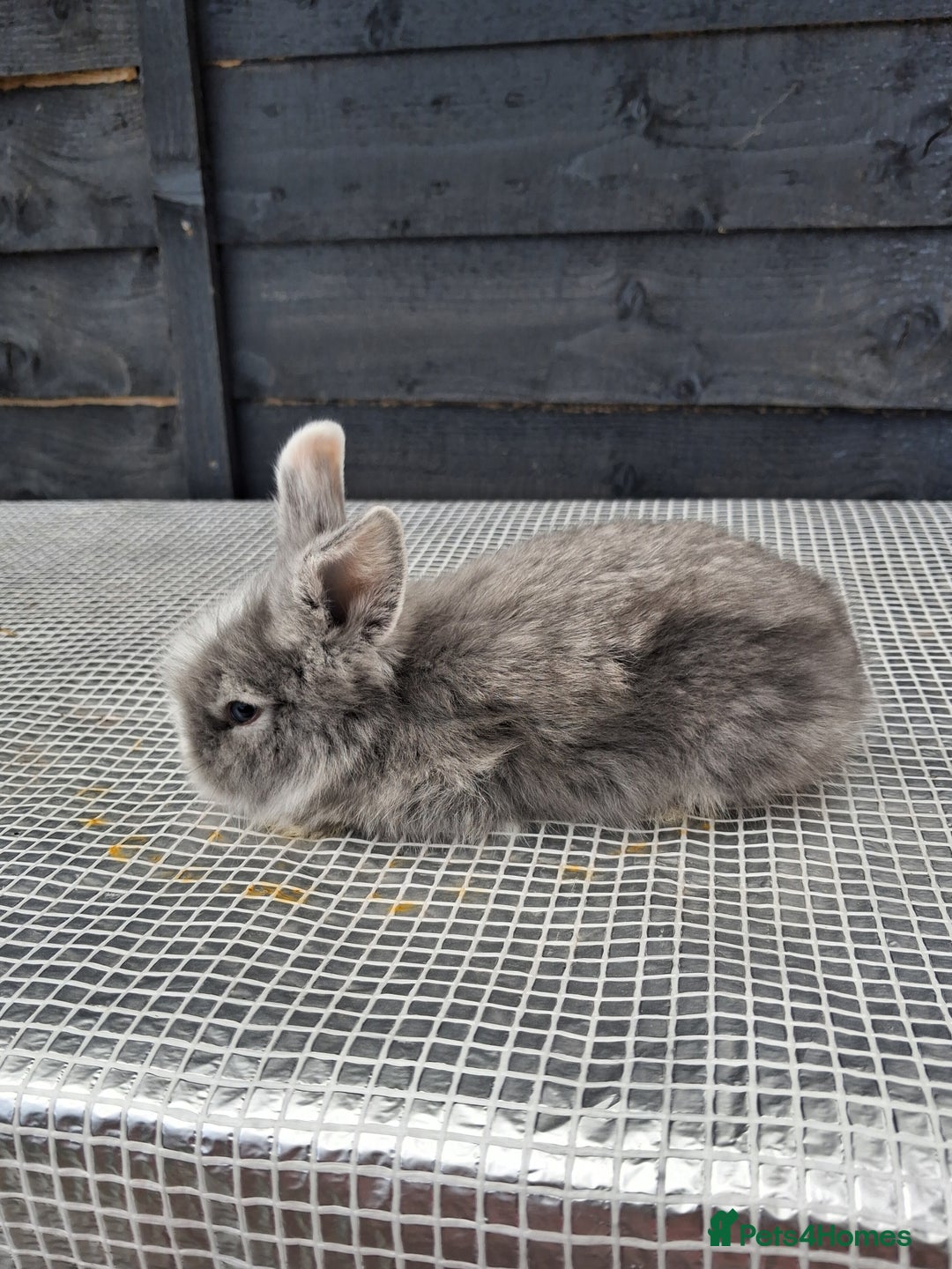 Lionhead rabbits for sale: lionhead bunnies  - Image 7