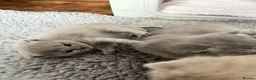 British Shorthair cats for sale: PKD Clear Vet Health Checked BSH Kittens - Advert 10