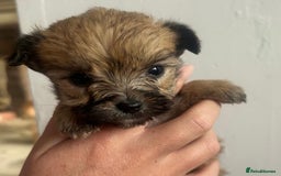 Yorkshire Terrier dogs for sale: Golden Yorkshire Terrier girl - Image 4