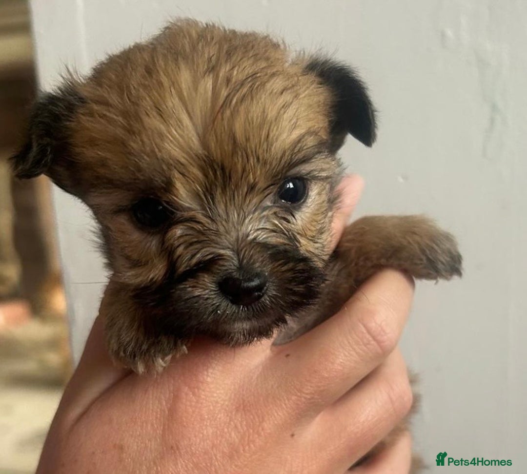 Yorkshire Terrier dogs for sale: Golden Yorkshire Terrier girl - Image 4