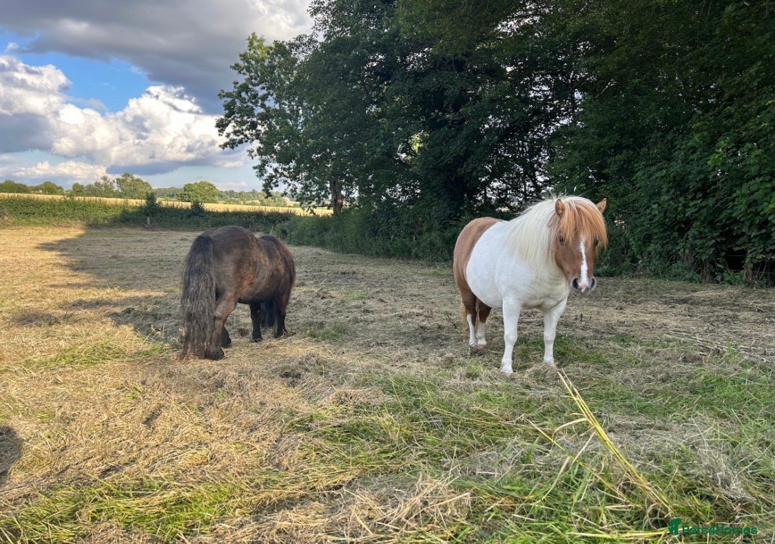 Shetland pony horses Pair of Shetland ponies - Advert 1