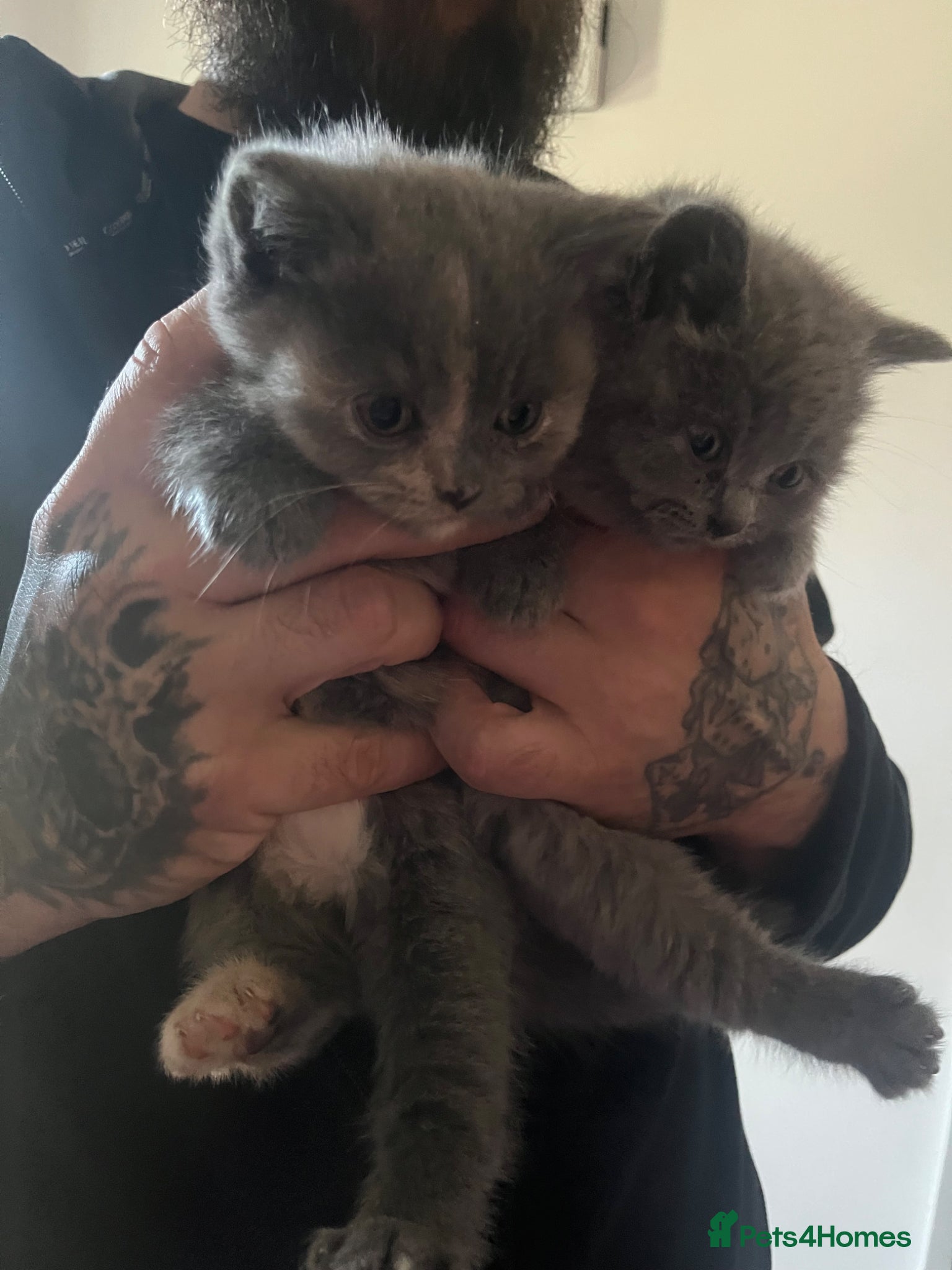British Shorthair cats British shorthair kittens  - Advert 4