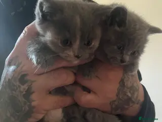 British Shorthair cats British shorthair kittens - Advert 13