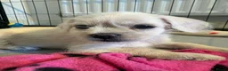Mixed Breed dogs for sale: REDUCED** READY TO GO** - Advert 11