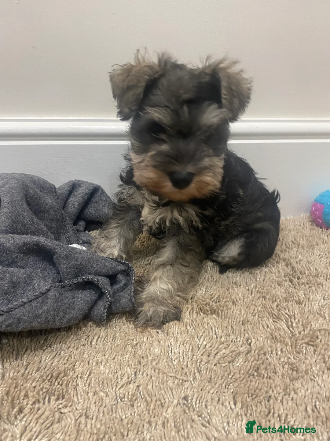 Miniature Schnauzer dogs for sale: Beautiful miniature schnauzer health tested  - Advert 11