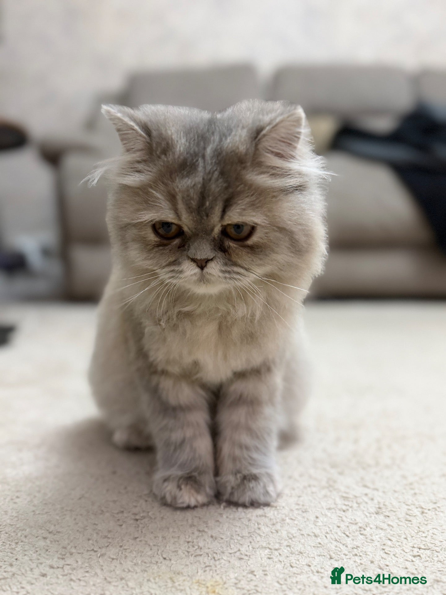 Persian cats Beautiful Blue Pure Persian  - Advert 4