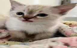 Ragdoll cats for sale: Pure Ragdoll Boys – Raised with Mum in Family Home - Image 9