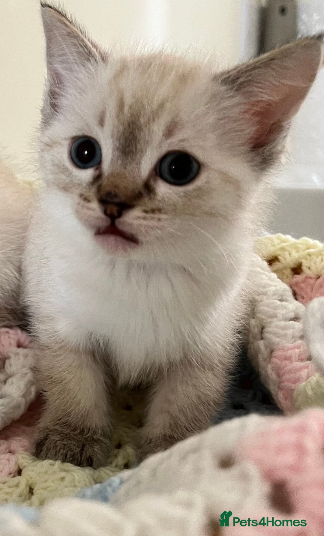 Ragdoll cats for sale: Pure Ragdoll Boys – Raised with Mum in Family Home - Image 9
