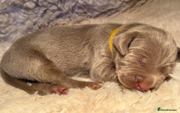 Weimaraner dogs for sale:  KC Reg Weimaraner Pups from Champion Bloodlines ✨ - Image 3