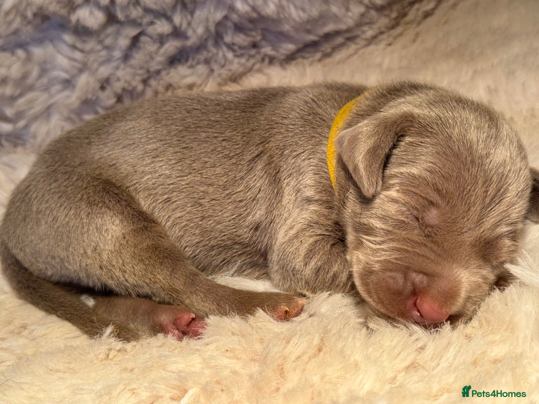 Weimaraner dogs for sale:  KC Reg Weimaraner Pups from Champion Bloodlines ✨ - Image 3