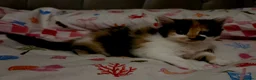 Mixed Breed cats for sale: Adorable Fluffy kittens  - Advert 14