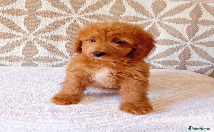 Cavapoo dogs - Advert 1