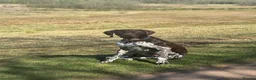 German Shorthaired Pointer dogs for sale: KC Registered German Shorthaired Pointer Puppies - Advert 6