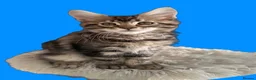 Maine Coon cats for sale: Show quality Maine coon kittens - Advert 15