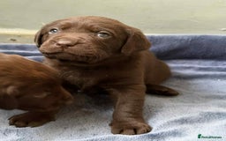 Labrador Retriever dogs for sale: KC SILVER/CHOCOLATE PEDIGREE LABRADOR PUPIES - Image 14