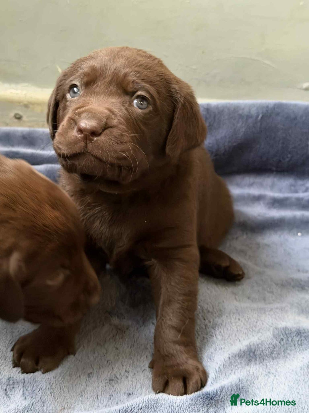 Labrador Retriever dogs for sale: KC SILVER/CHOCOLATE PEDIGREE LABRADOR PUPIES - Image 14