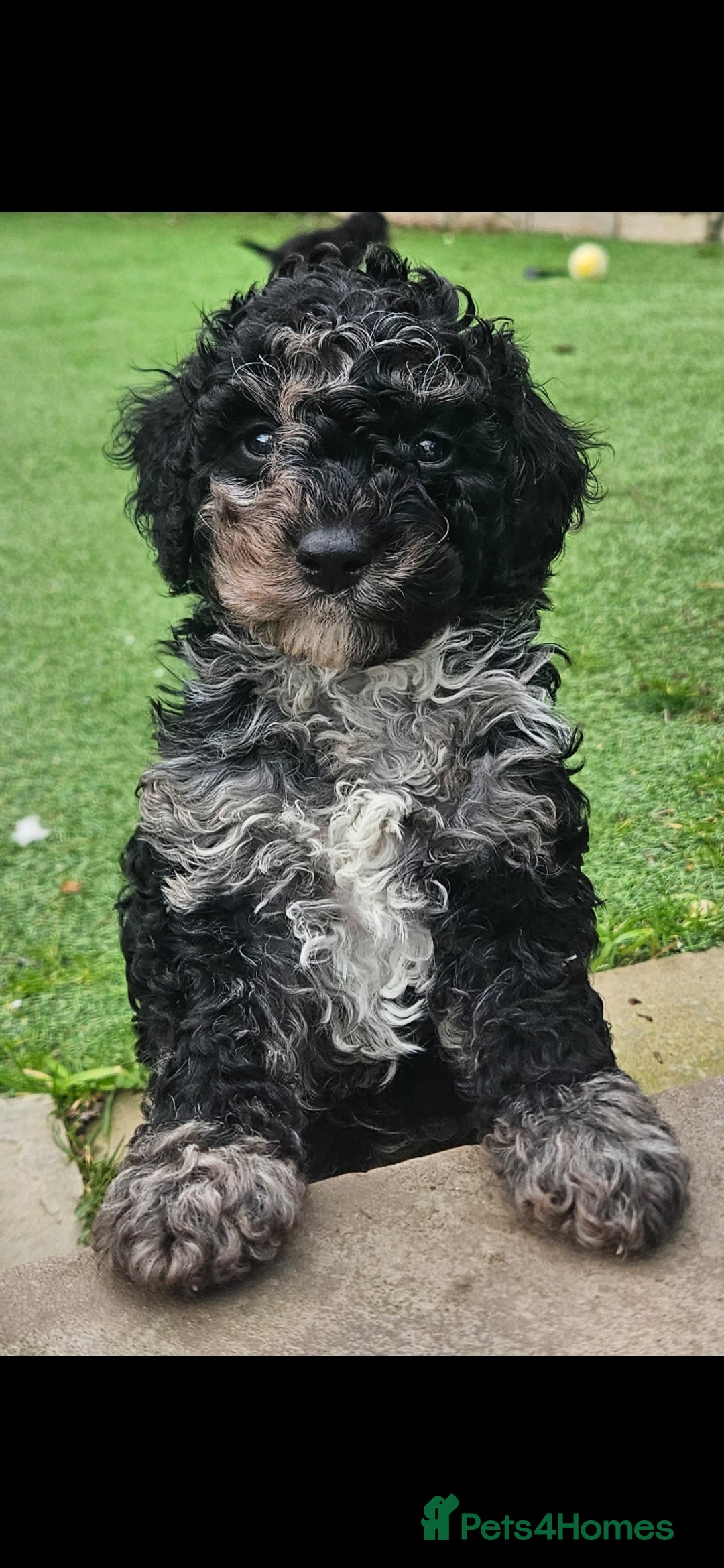 Cockapoo dogs F1b toy American  cockerpoos puppies  - Advert 15