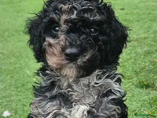 Cockapoo dogs F1b toy American cockerpoos puppies - Advert 15