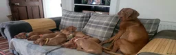 Hungarian Vizsla dogs for sale: Hungarian vizsla puppies  - Advert 1
