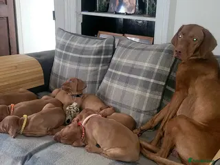 Hungarian Vizsla dogs Hungarian vizsla puppies - Advert 4