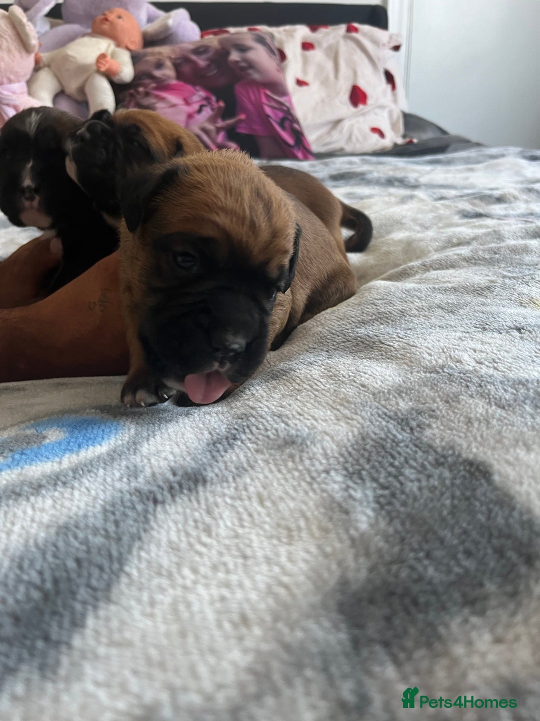 Boxer dogs for sale: Beautiful boxer babies bob/long  - Image 20