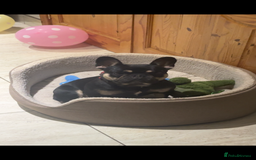 French Bulldog dogs for sale: Lunarya - Loving 4-Year-Old French Bulldog  - Advert 3