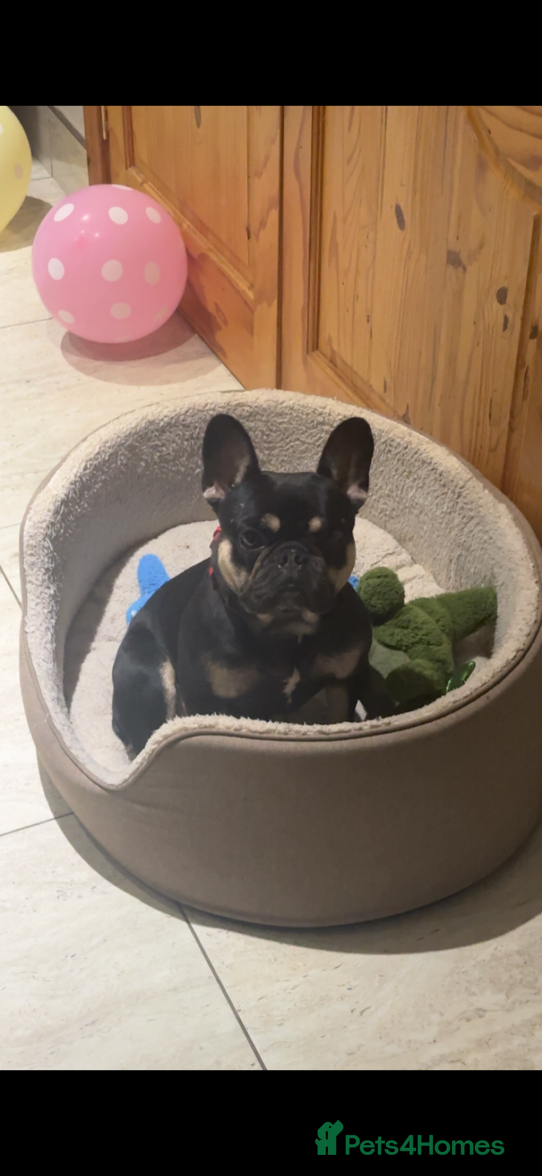 French Bulldog dogs for sale: Lunarya - Loving 4-Year-Old French Bulldog  - Advert 3