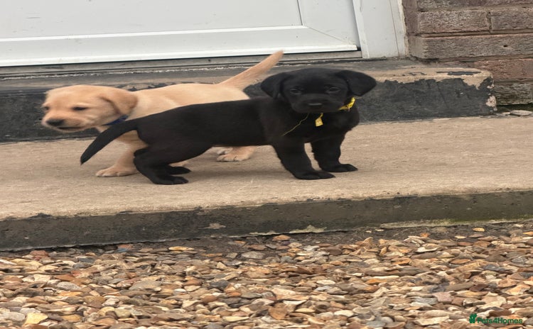 Labrador Retriever dogs - Advert 14